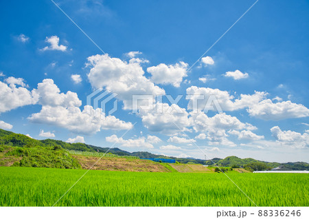 【大阪府】8月・青空と夏の田園風景 88336246