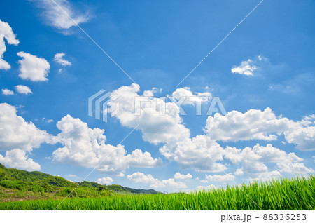 【大阪府】8月・青空と夏の田園風景 【大阪府】8月・青空と夏の田園風景 88336253