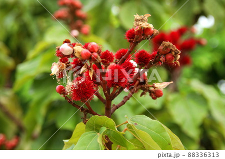 Bright red young fruit of of achiote tree or annatto tree. Bright red young fruit of of achiote tree or annatto tree. 88336313