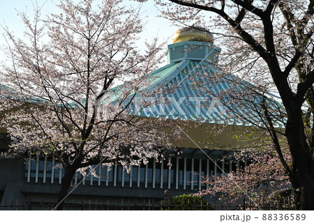 武道館と桜 88336589