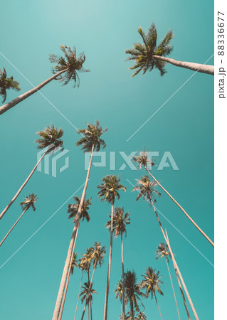Tropical palm tree with blue sky and cloud abstract background. Summer vacation and nature travel adventure concept. Pastel tone filter effect color style. 88336677