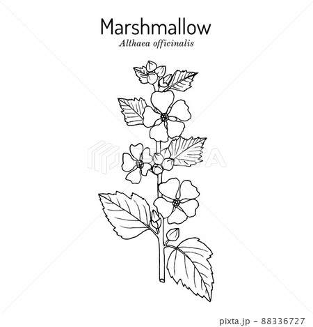 Marsh mallow or marshmallow Althaea officinalis , medicinal and ornamental plant 88336727