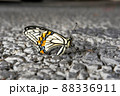 休憩するアゲハ蝶の姿 88336911