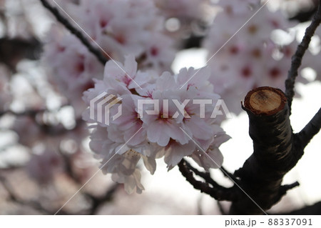 桜の花 88337091