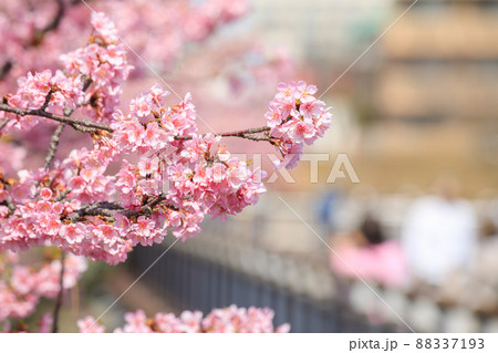 大府市　二ツ池公園の満開の河津桜 88337193
