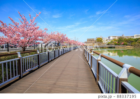 大府市 二ツ池公園の満開の河津桜 大府市 二ツ池公園の満開の河津桜 88337195