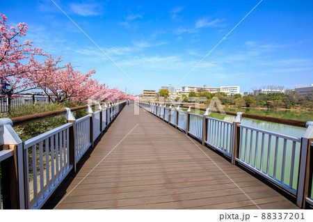 大府市　二ツ池公園の満開の河津桜 88337201