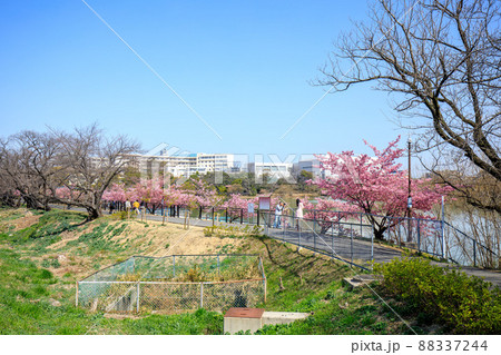 大府市 二ツ池公園の満開の河津桜 大府市 二ツ池公園の満開の河津桜 88337244