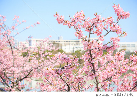 大府市　二ツ池公園の満開の河津桜 88337246
