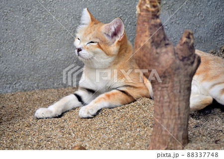 神戸どうぶつ王国「スナネコ」の母と四匹の子猫たち 88337748