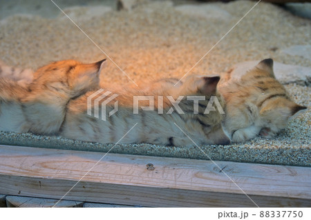 神戸どうぶつ王国「スナネコ」の母と四匹の子猫たち 88337750