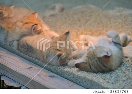 神戸どうぶつ王国「スナネコ」の母と四匹の子猫たち 神戸どうぶつ王国「スナネコ」の母と四匹の子猫たち 88337763