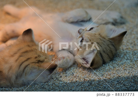 神戸どうぶつ王国「スナネコ」の母と四匹の子猫たち 88337773