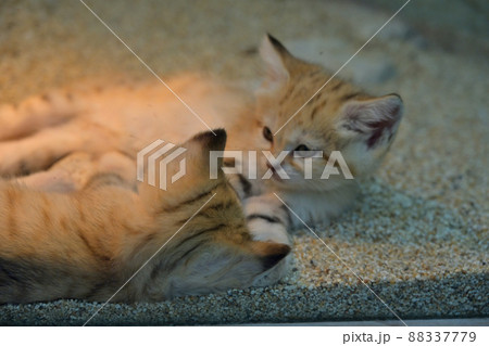 神戸どうぶつ王国「スナネコ」の母と四匹の子猫たち 神戸どうぶつ王国「スナネコ」の母と四匹の子猫たち 88337779
