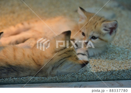 神戸どうぶつ王国「スナネコ」の母と四匹の子猫たち 88337780