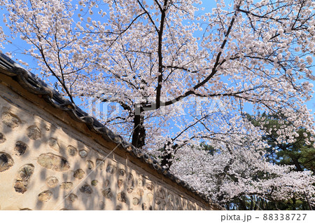 桜 花 風景 88338727