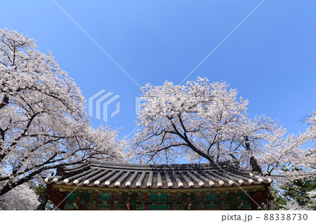 春 桜 空 88338730