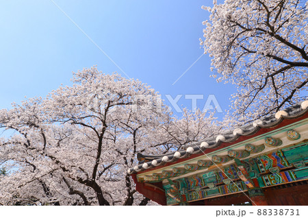 桜 空 花 88338731