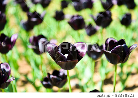 チューリップ：ブラックチャーム 88338823