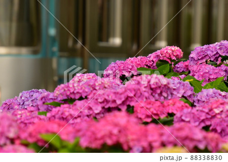 紫陽花と電車 88338830