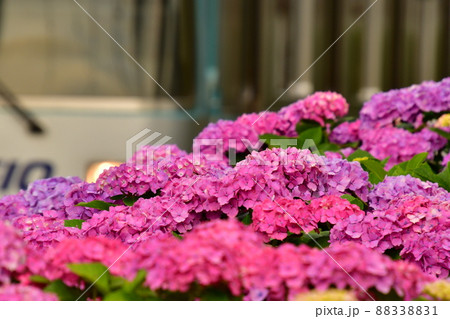紫陽花と電車 紫陽花と電車 88338831