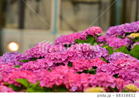 紫陽花と電車 88338832