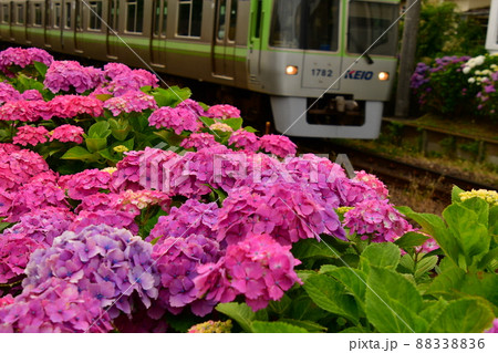 紫陽花と電車 88338836