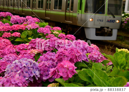 紫陽花と電車 紫陽花と電車 88338837