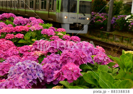 紫陽花と電車 紫陽花と電車 88338838