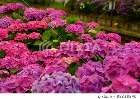 紫陽花と線路 88338840
