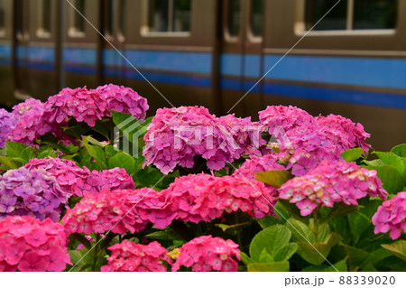 紫陽花と電車 紫陽花と電車 88339020