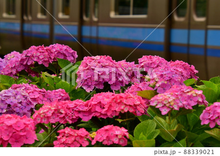 紫陽花と電車 88339021