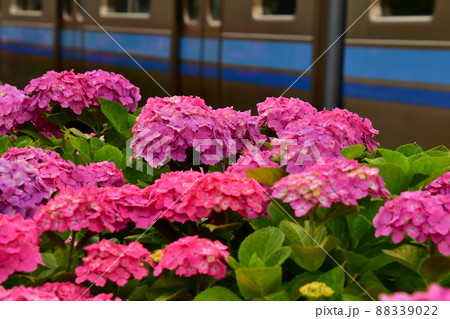 紫陽花と電車 88339022