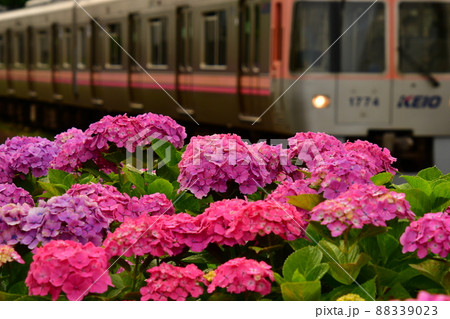 紫陽花と電車 紫陽花と電車 88339023