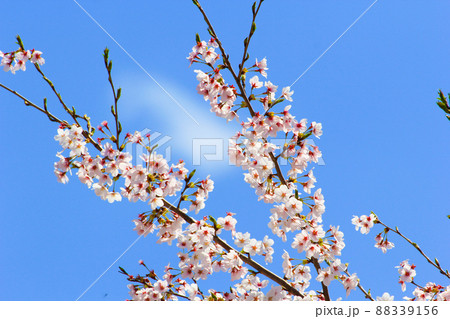 桜② 88339156