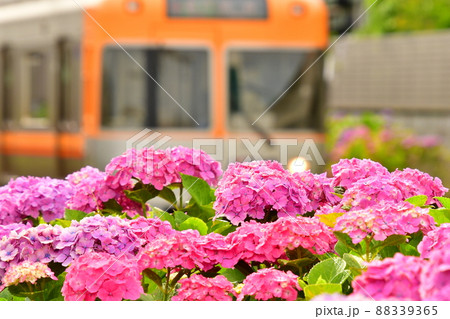 紫陽花と電車 88339365