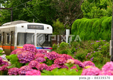 紫陽花と電車 紫陽花と電車 88339370