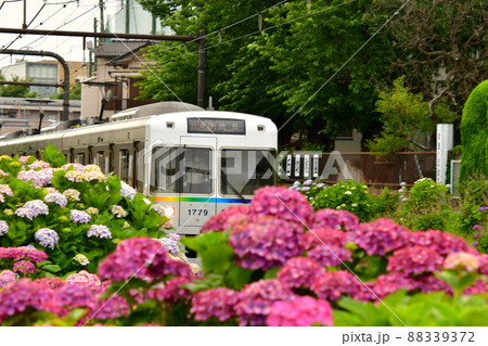 紫陽花と電車 紫陽花と電車 88339372