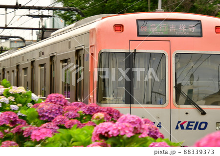 紫陽花と電車 88339373