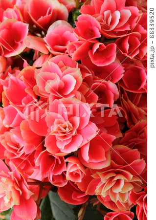 ベゴニア 88339520