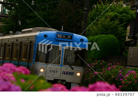 紫陽花と電車 88339707