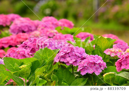 紫陽花と線路 88339709