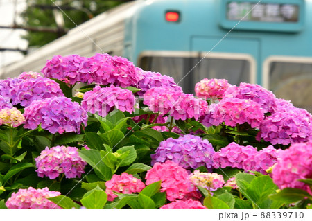 紫陽花と電車 88339710