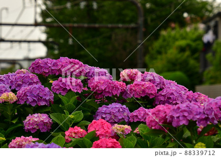 紫陽花と線路 88339712