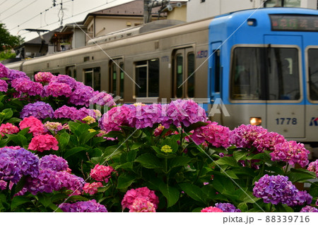 紫陽花と電車 紫陽花と電車 88339716