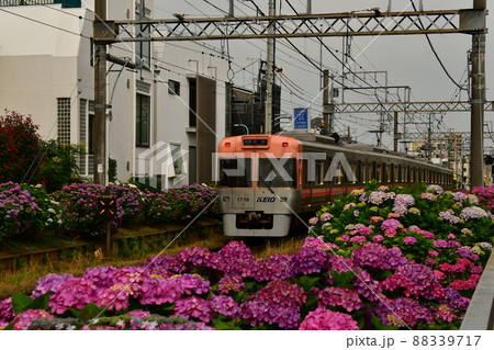 紫陽花と電車 88339717