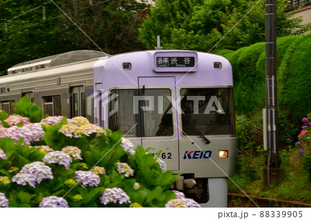 紫陽花と電車 紫陽花と電車 88339905