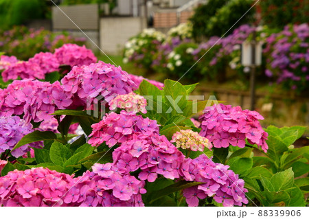 紫陽花と線路 88339906