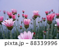 春の花 ローザンセマム アプリコットジャム 88339996