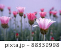春の花 ローザンセマム アプリコットジャム 88339998